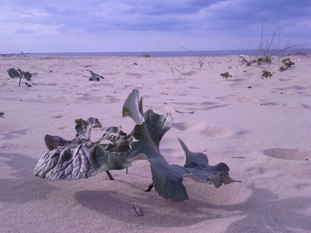 Samotnosc na plaży (Wrzesień 2007)