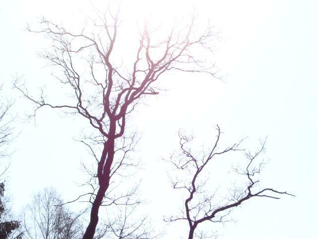  Samotne drzewo...
