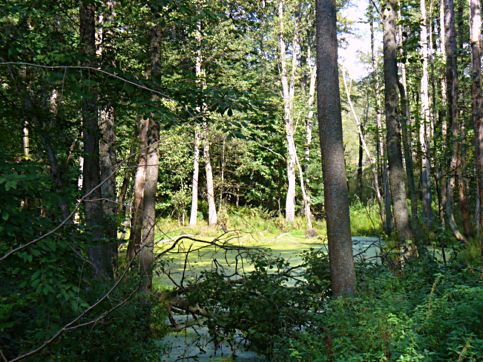 Bagienko (okolice Jagodnika)