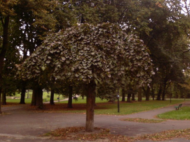 Drzewo-parasol (Październik 2007)