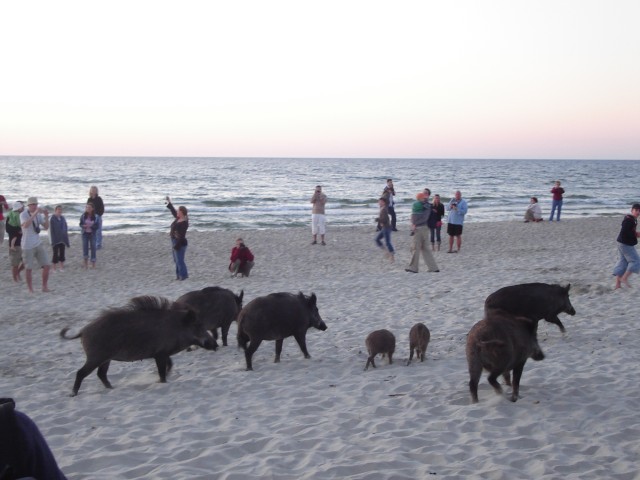  
dzikie swinki "na urlopie" w Krynicy Morskiej -lato2007