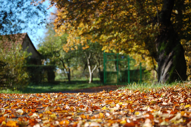 Wąchanie liści (Październik 2007)