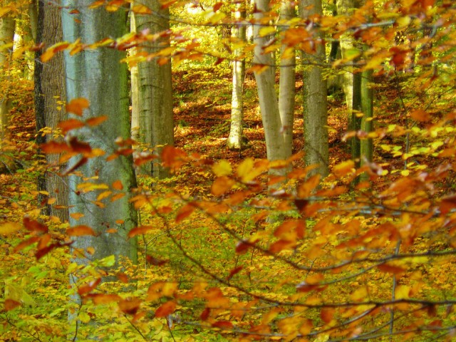 Bażantarnia jesienią