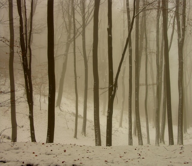 Kod paskowy. (Bażantarnia, gdzieś na zółtym szlaku) (Grudzień 2007)