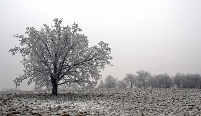 ... (Grudzień 2007)