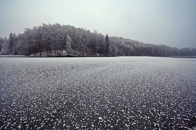Milion śnieżnych stokrotek. (Styczeń 2008)