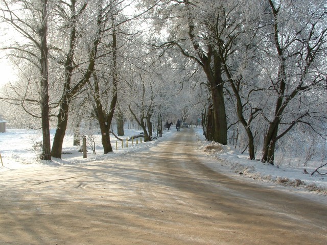 zimowa aleja