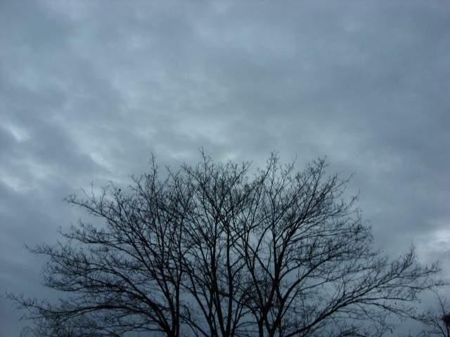 Drzewo (Styczeń 2008)