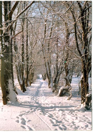 Zimowy spacer po bażantarnii