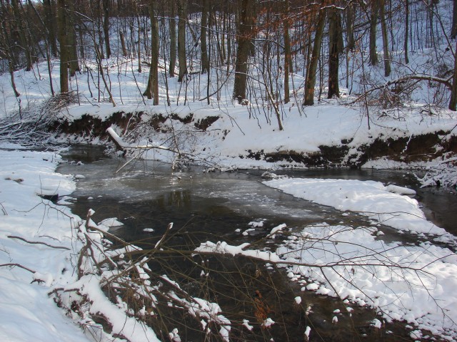 Bażantarnia zima 2008 (Marzec 2008)