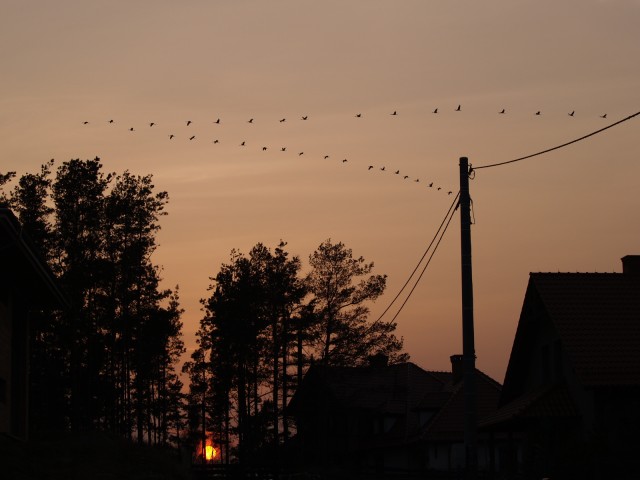 Żurawie nad Kamionkiem Wlk. (Marzec 2008)