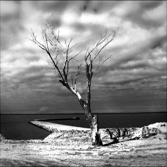 martwe drzewo (Marzec 2008)