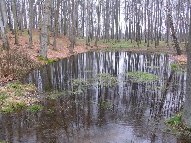 Bażantarnia wczesną wiosną