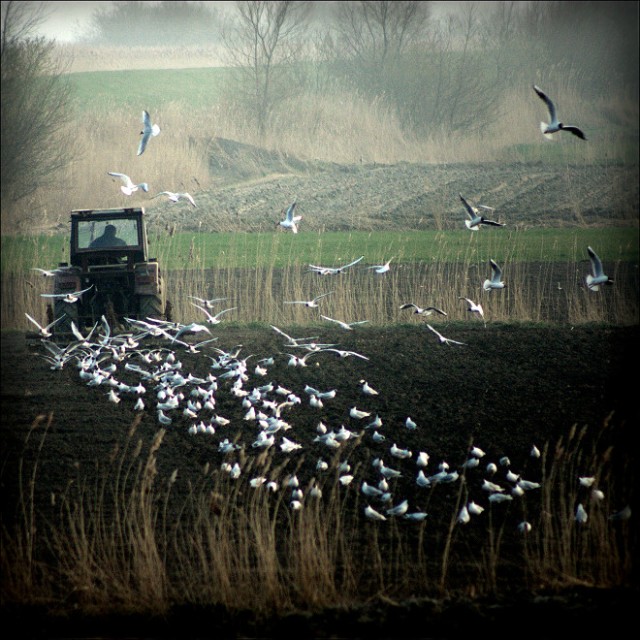 ... jest czas orki i siewu (Kwiecień 2008)