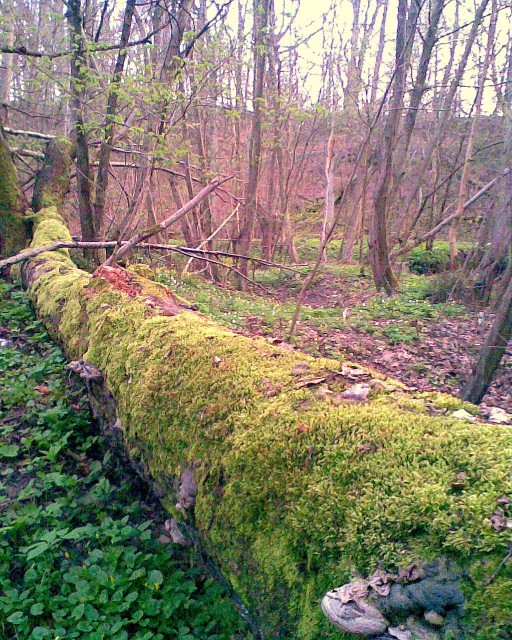 Najpiękniejszy cud natury :) las Bażantarnia
zachęcam do oglądania w dużym oknie (Kwiecień 2008)