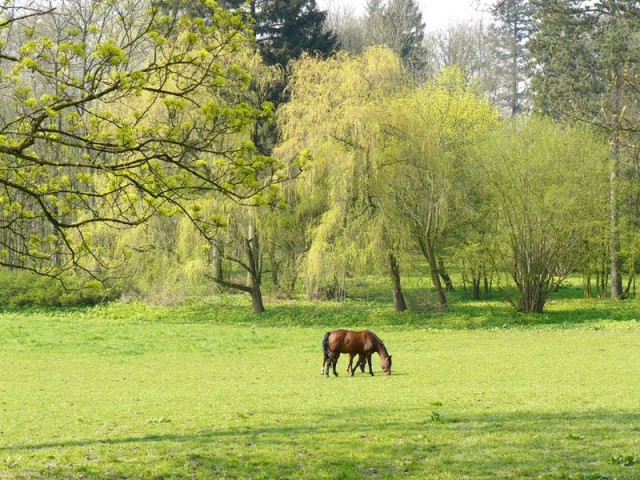 Na Łące (Kwiecień 2008)