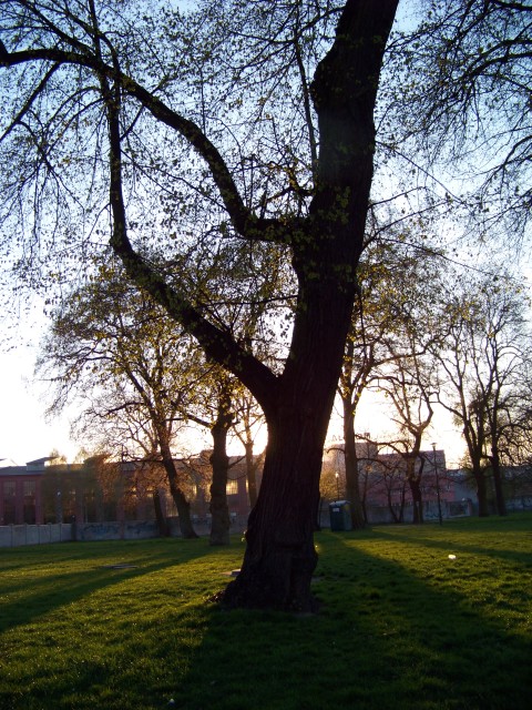 w parku koło kościoła Bożego Ciała.W tle Alstom (Maj 2008)