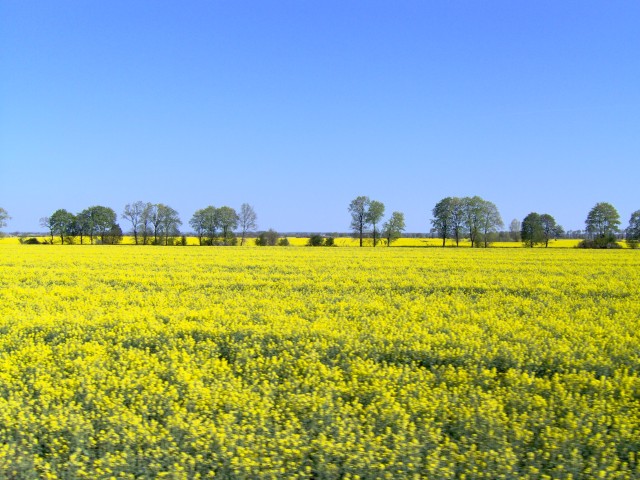 Już kwitną rzepaki na pobliskich polach.