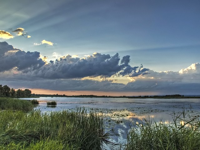 Jezioro Drużno. (Maj 2008)