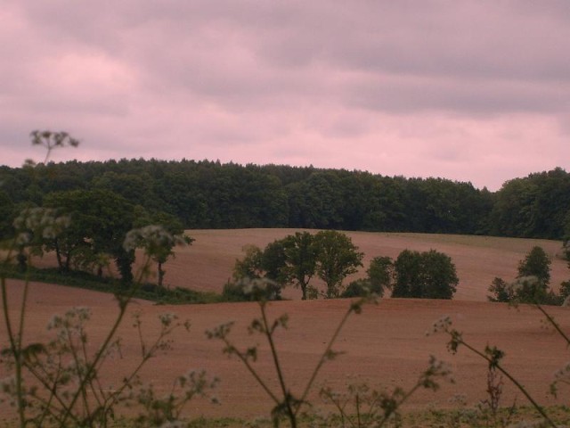 Szarośc