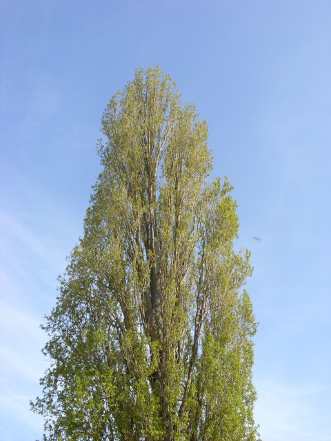 Drzewko z 10 km z Ega (Czerwiec 2008)