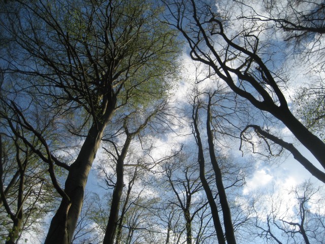 Widok nieba przez gałęzie drzew w Bażantarni.