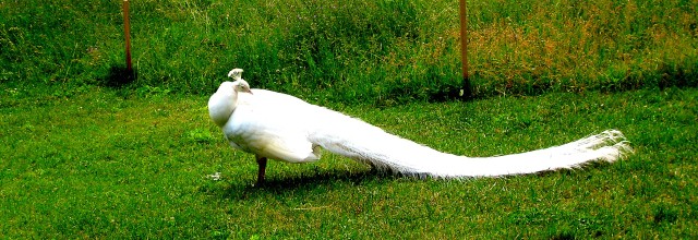 biały paw