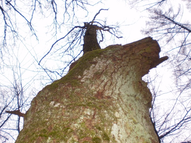 BAŻANTARNIA (Sierpień 2008)