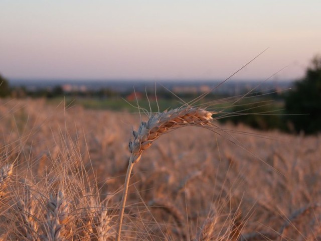 se rosne (Sierpień 2008)