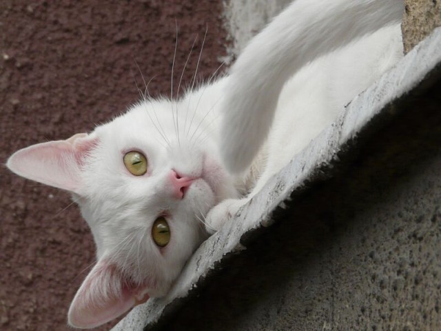 elbląski kot parapetowy.
