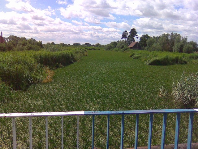 pole ryżowe na rzece Tynie