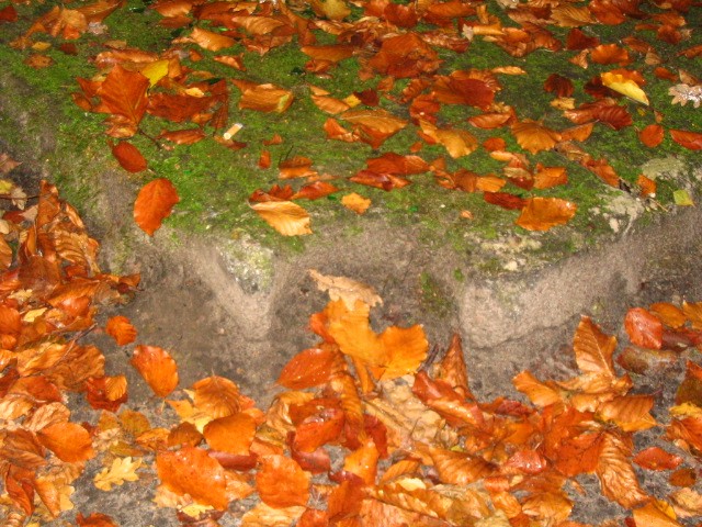 Jesień w Elbląskim lesie (Październik 2008)
