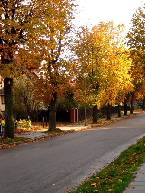 złote ulice.