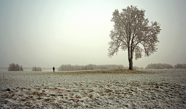 Prawie zimowo. Gdzieś między Milejewem a Pomorską Wsią. (Grudzień 2008)