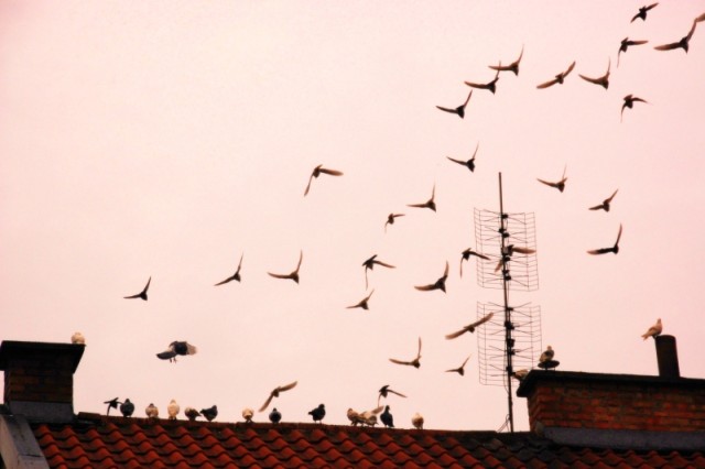 Gołębie (Grudzień 2008)