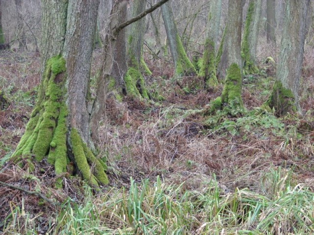 nasza bażantarnia (Grudzień 2008)