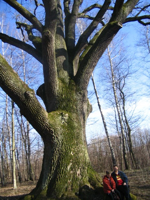 odpoczynek pod dębem (Grudzień 2008)