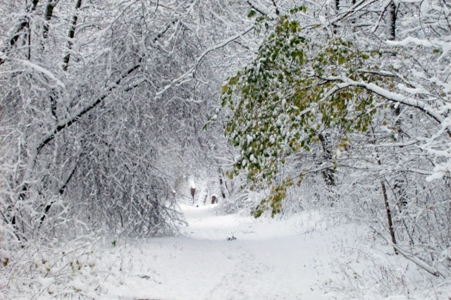 Zimowa dróżka w Bażantarni (Grudzień 2008)