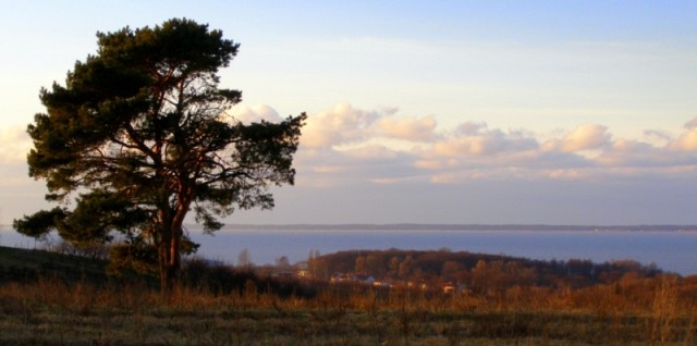 prawie jak baobab, w tle Zalew Wiślany (Grudzień 2008)