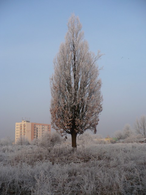 Samotność. (Grudzień 2008)