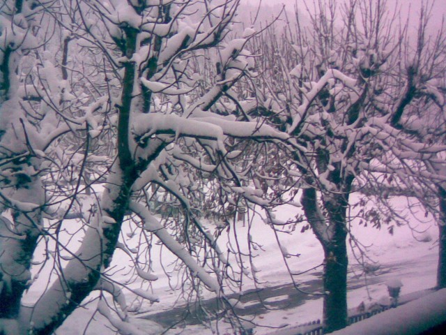 Zdięcie robione w sadzie.
Ilustruje ono pięknie zaśnieżone drzewa. (Styczeń 2009)