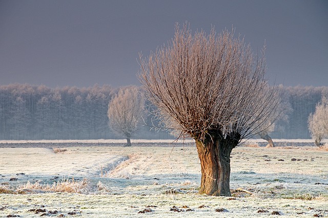 Żuławskie klimaty (Styczeń 2009)