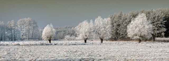 Mroźny poranek (Styczeń 2009)