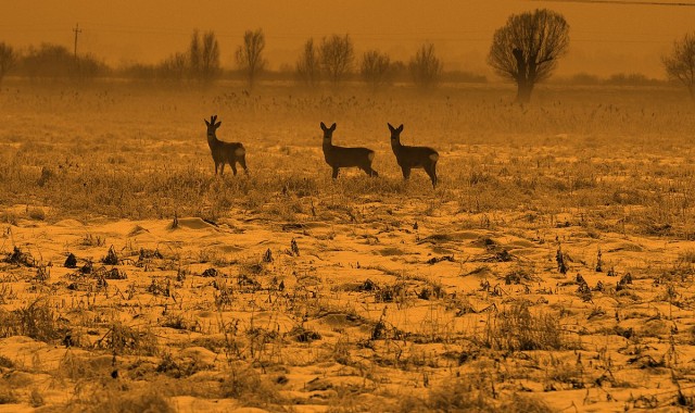 Moje Żuławy I (Luty 2009)