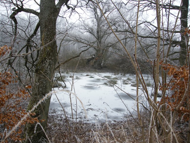 Zamarznięte bajorko - na przeciwko Nowakowa (Marzec 2009)