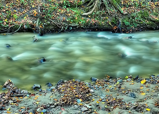 Kumiela w Bażantarni. (Marzec 2009)