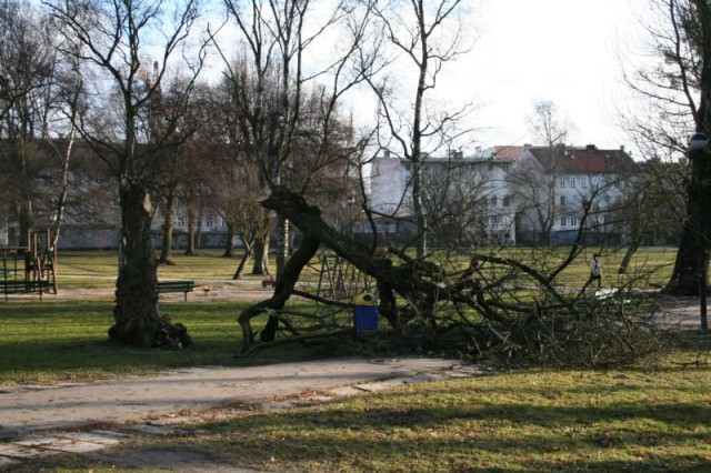 Drzewo na śmietnik :(