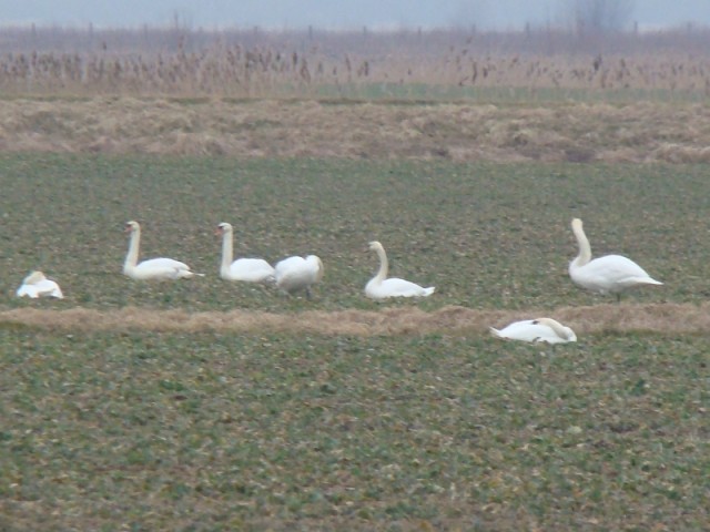 Oczekiwanie na wiosnę. (Marzec 2009)