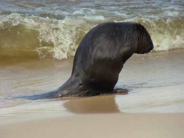 Na plaży... (Kwiecień 2009)