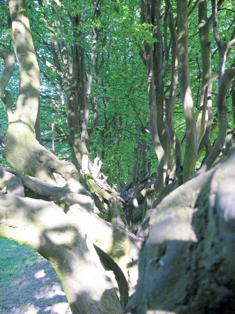 Dzieło natury .... ? (Park Kajki)